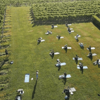 Morning Moves in the Vines at the Wine Stand